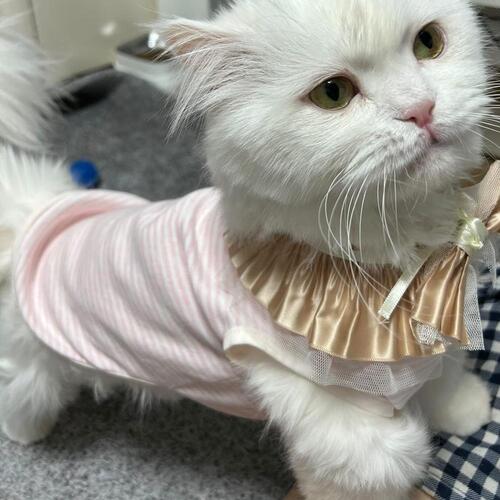 ♠[개달당] 고양이옷 무형광 밀크 스트라이프 민소매 티셔츠 2colors